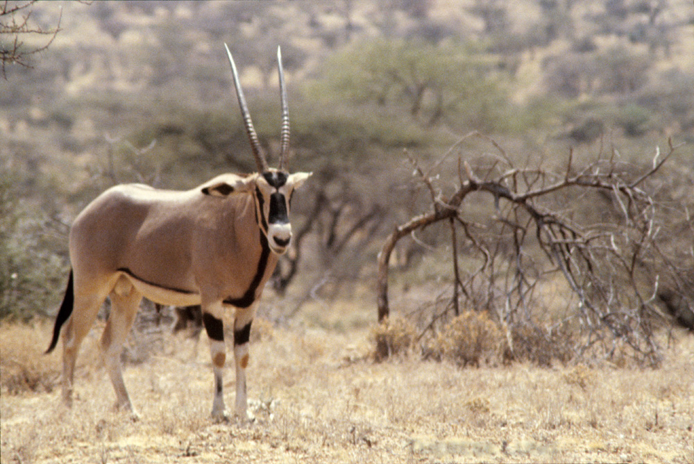 Fringe-eared oryx