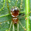 Zebra Spider