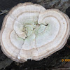 Red-yellow polypore