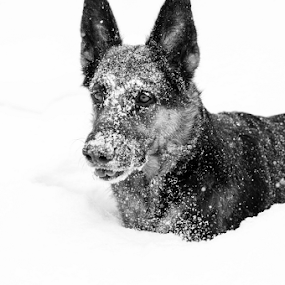 Play Time by Mikahla Dorey - Animals - Dogs Playing