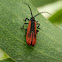 bi-color lycid beetle