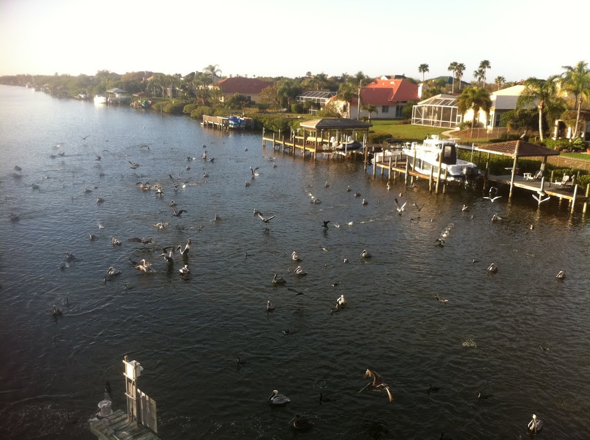 Brown Pelican