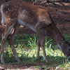 White Tailed Deer (fawn)