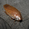 Leaf Cockroach