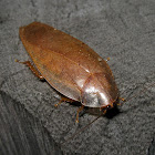 Leaf Cockroach