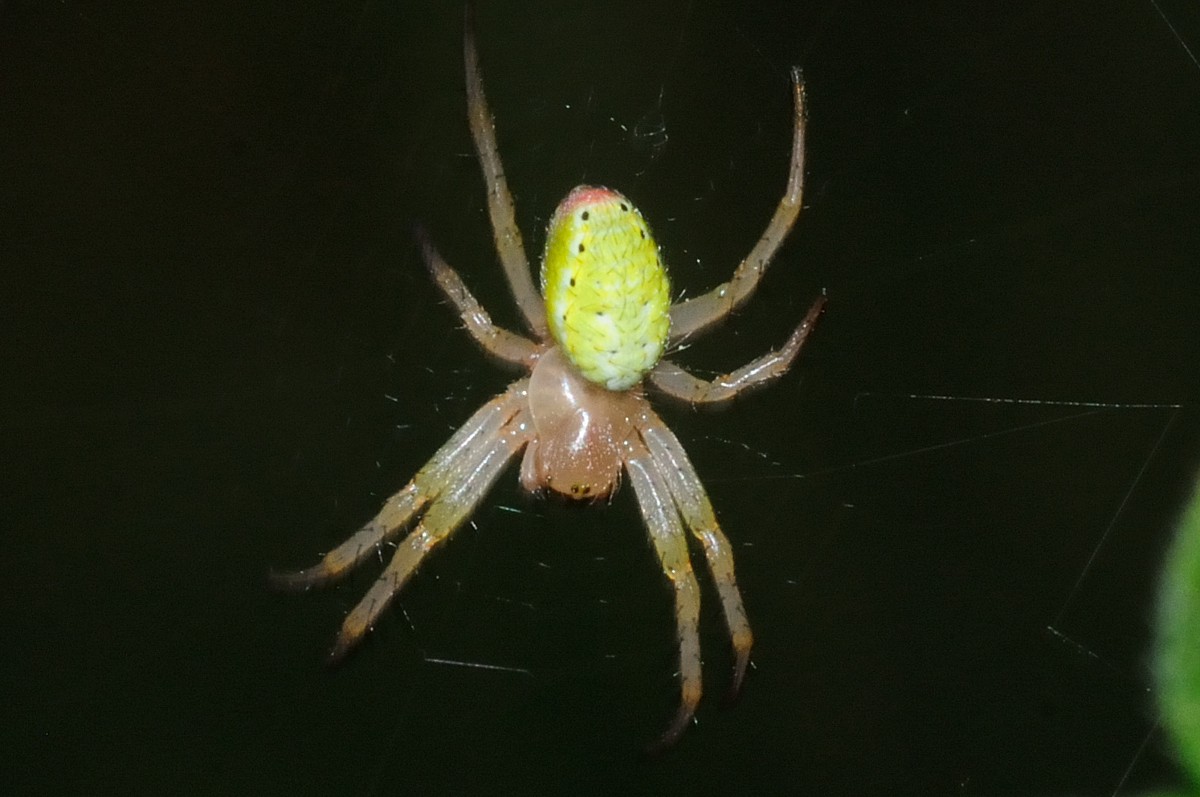 Cucumber green spider, Araña pepino