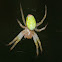 Cucumber green spider, Araña pepino