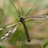 Típula (Crane Fly)