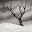 Lonely Tree (Winter) Download on Windows