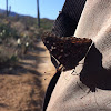 Hackberry Butterfly