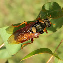 Saw fly -female