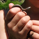 Northern Garter Snake