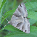 Forage Looper