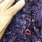 Scarlet Cup Fungus