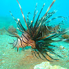 Lion Fish