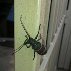Pondo-Pondo longhorn beetle