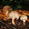 Tricholoma focale