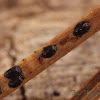 Pine Needle Fungus