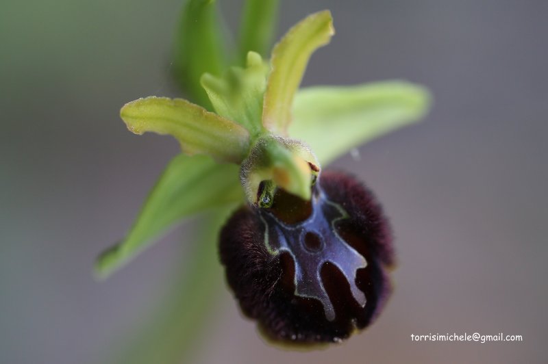 Ophrys sphegodes subsp. panormitana.