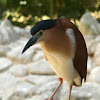 Nankeen Night Heron