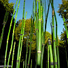 Rough horsetail, scouring rush, scouringrush horsetail