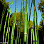 Rough horsetail, scouring rush, scouringrush horsetail