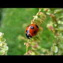 Ladybug wallpaper , 壁紙 てんとう虫 logo