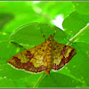 Isocentris Crambid Moth