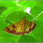 Isocentris Crambid Moth