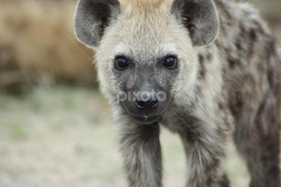 Looking at You by Jacques Engelbrecht - Animals Other