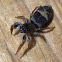 Dark jumping spider