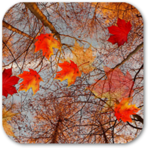 Autumn Maple Live Wallpaper ★ logo