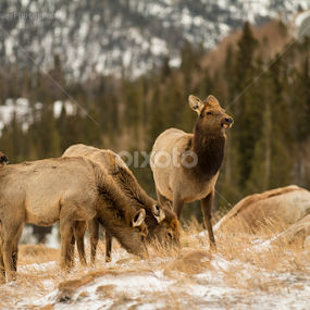 Elk in the Rockies  by Aaron Rigsby - Animals Other