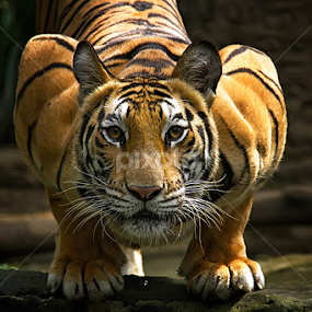Staring at The Face by Yudik Pradnyana - Animals Lions, Tigers & Big Cats