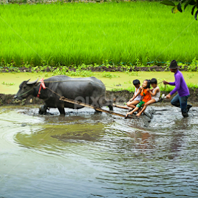 Playing and Working by Taufique Rahman - Landscapes Prairies, Meadows & Fields