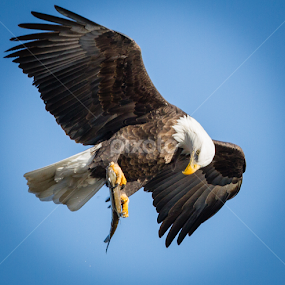 Looking It Over by Mike Trahan - Animals Birds