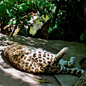 Spotted Leopard 
