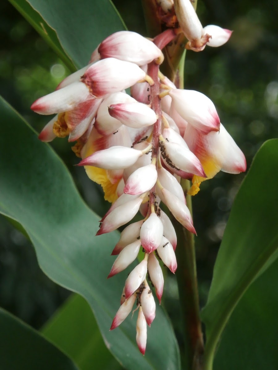 Pink Porcelain Lily, Shell Ginger