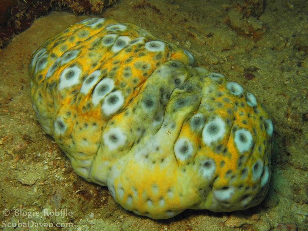 Eye-spotted Sea Cucumber