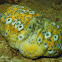 Eye-spotted Sea Cucumber