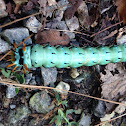 Hickory horned devil