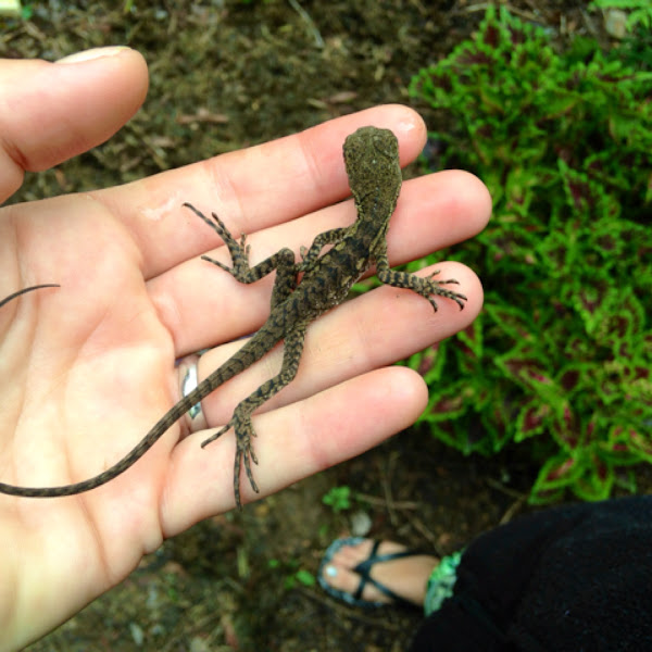 Juvenile Eastern Water Dragon Project Noah