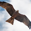 Black Kite