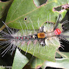 BrownTussock Moth Caterpillar