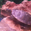 Red eared turtle