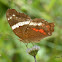 Banded Peacock