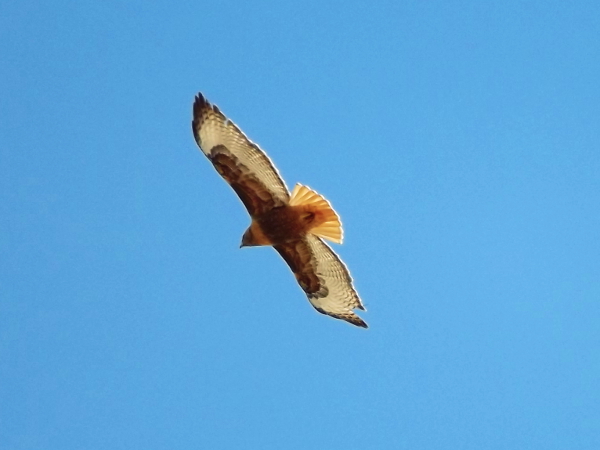 Red-Tailed Hawk