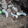 Obloid larvae