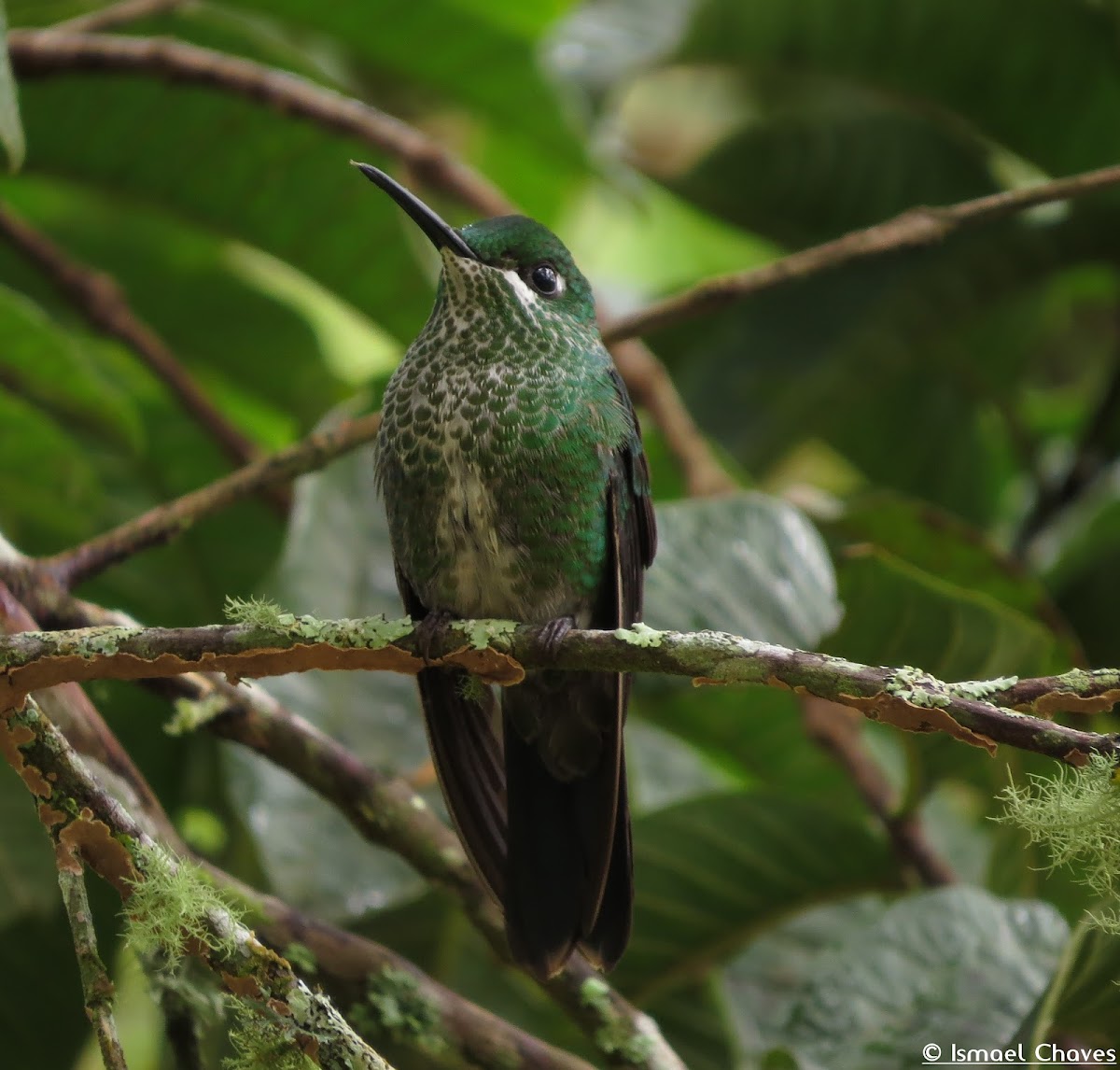 Green-crowned Brilliant (female)