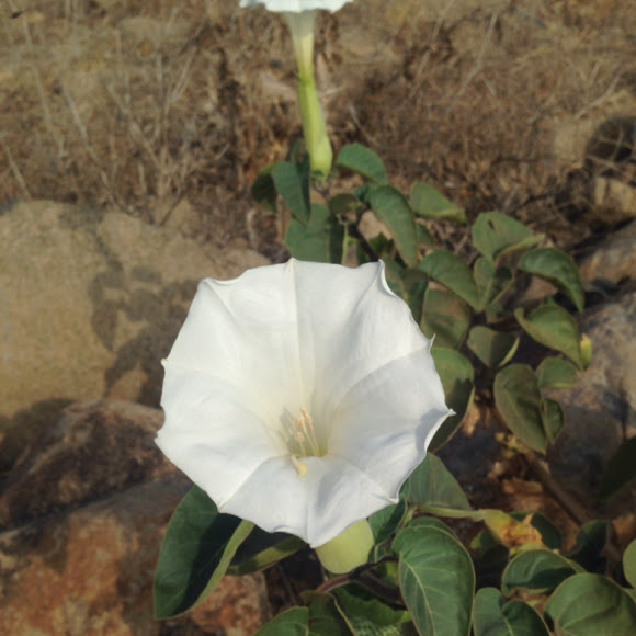 Devil's Trumpet Project Noah